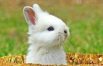 谁说兔子胆小怕水？这只兔子不仅胆大，还泡起了热水澡 - 2