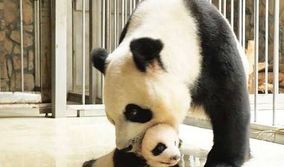 熊猫妈妈佛系养娃竟导致熊猫宝宝秃头？熊宝宝：妈，头皮有点紧！ - 9