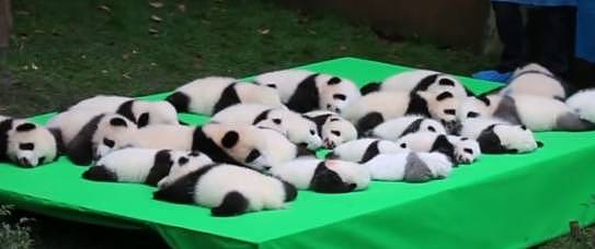 25只小熊猫表演“熊猫瘫”，它却意外上演摔跤，网友：成功抢镜！ - 1
