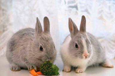 兔子为什么会得口角炎，兔子得口角炎的原因 - 2