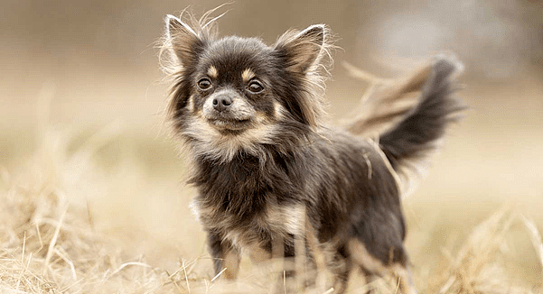 百科 | 吉娃娃，世界上最小的纯种犬 - 3