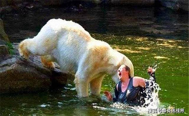 快饿死的北极熊，普通人为何不能给它投食？拯救它们难道不对吗？ - 5