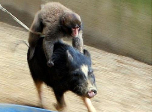 小猴子欺负小猪让它当坐骑，小猪每天驮着猴子去玩耍，两活宝太可爱！ - 3