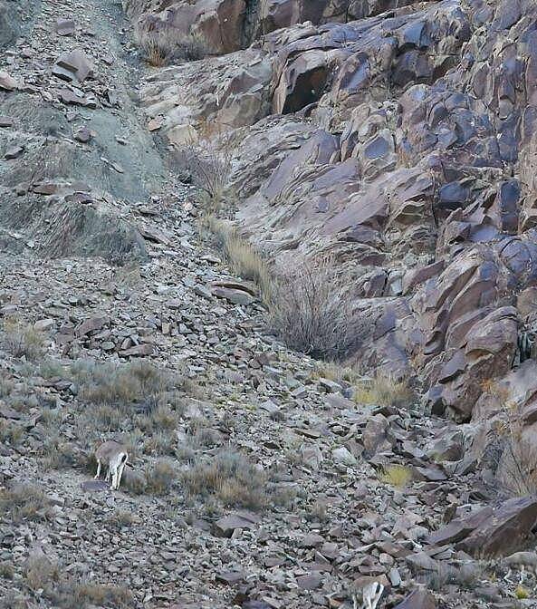 雪豹超完美伪装捕杀猎物, 岩羊在毫无准备下直接被雪豹秒杀 - 2