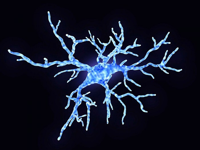 研究人员发现大脑免疫细胞重要作用 揭示了人类生物学新发展 - 1