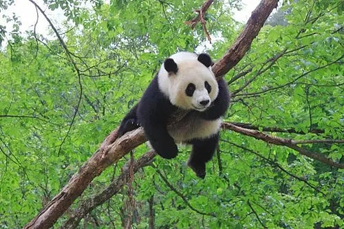 大熊猫国家公园的旅游攻略 - 1