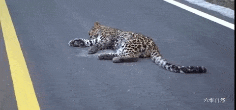四川一网友发现一头受伤金钱豹，躺在路中间不能动弹，并非杭州出逃的豹子 - 2