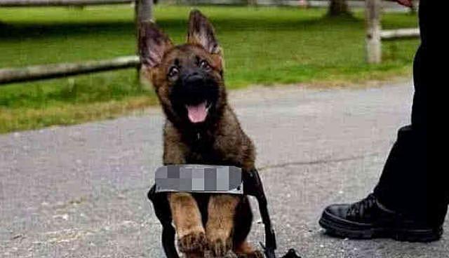 小警犬首次执行任务, 怂得直接尿裤子了, 狗狗: 求求你放下枪吧 - 5