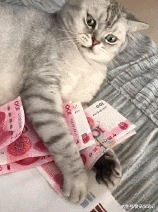 英短猫看到这么多人民币，立马化身“守财奴”，主人也拿不走分毫 - 5