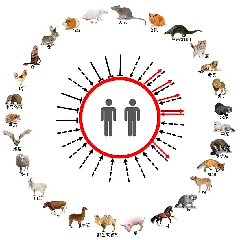 美国CDC旗下刊物：泰国报告1例新冠病毒疑似猫传人病例 - 6