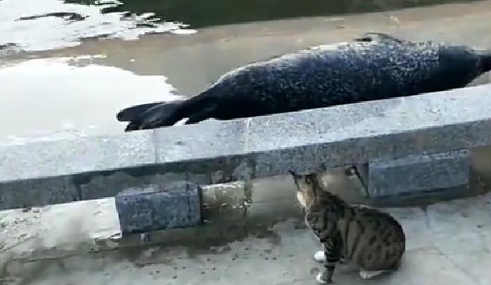猫咪遇上海豹，结果一巴掌拍过去，立马怂成一团 - 3