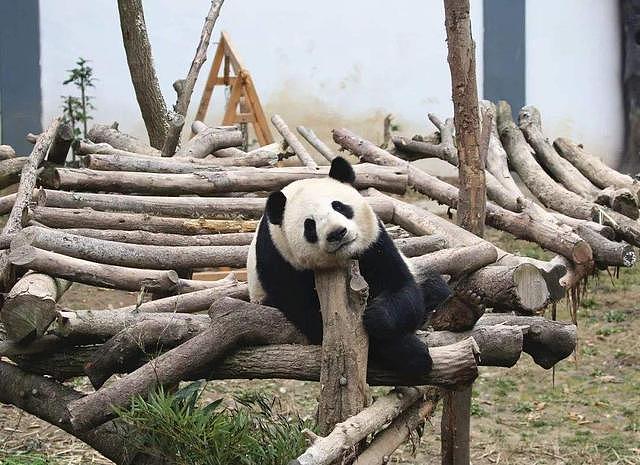 熊猫缩在角落里睡觉，被一阵冷风吹醒，换个姿势接着睡 - 1