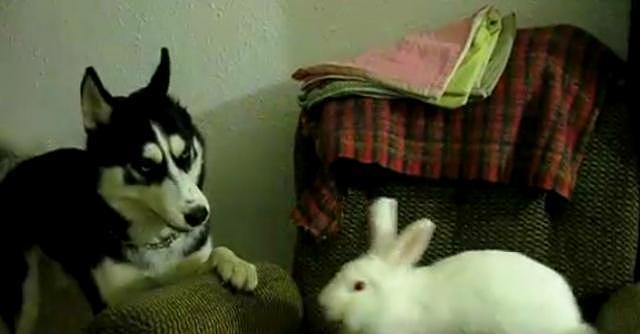 为制服二哈拆家，网友用兔子来使二哈安静，可兔子还真不是它对手 - 6