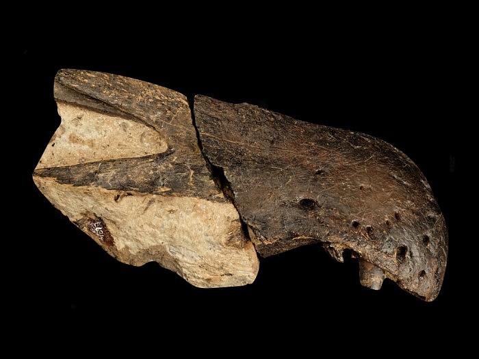 英国怀特岛发现类似鳄鱼头骨的化石 属于掠食性恐龙新物种 - 2