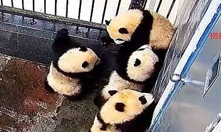 园内熊猫集体越狱，最底下那只一脸茫然：你们走了我咋办？ - 1
