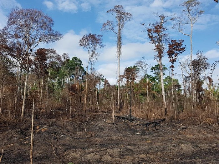 Burned-Amazonian-Forest-777x583.jpg