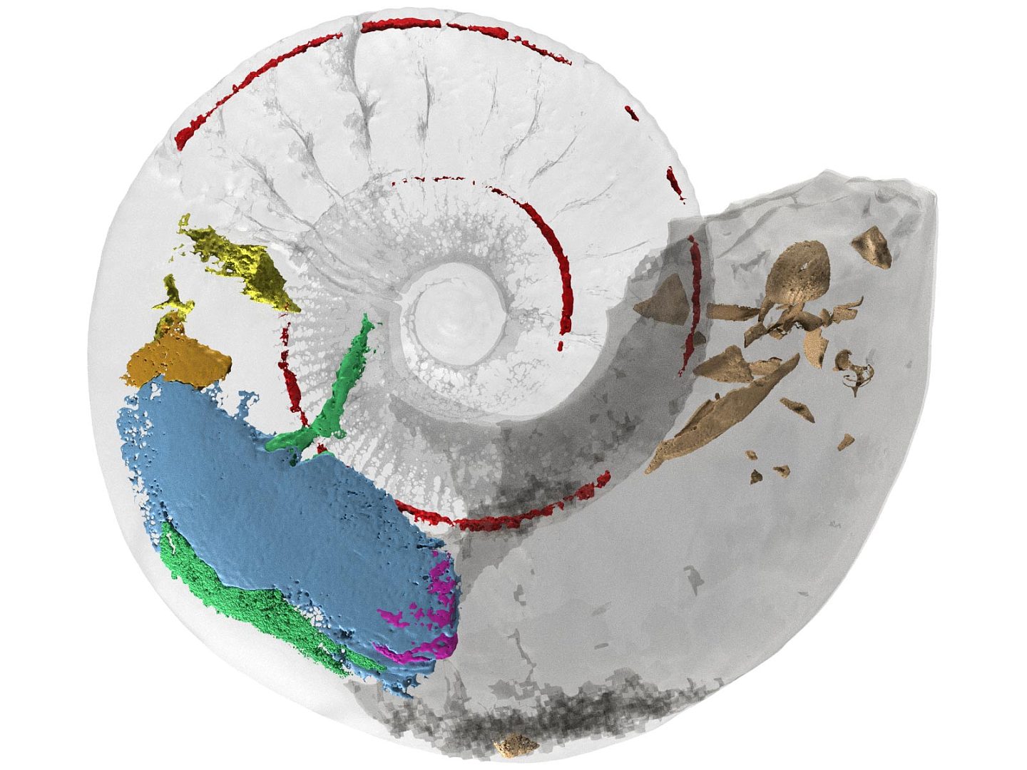 引人注目的侏罗纪化石揭示了1.65亿年前鹦鹉螺的肌肉结构 - 1