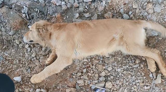 废墟里捡了一只病重金毛，治病半年后狗狗刚康复，原主人找来了 - 1