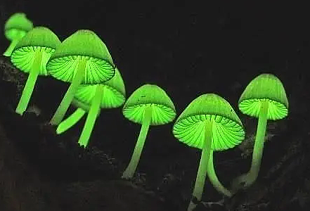 世界上最怪异的蘑菇是什么？都有什么特征存在？ - 1