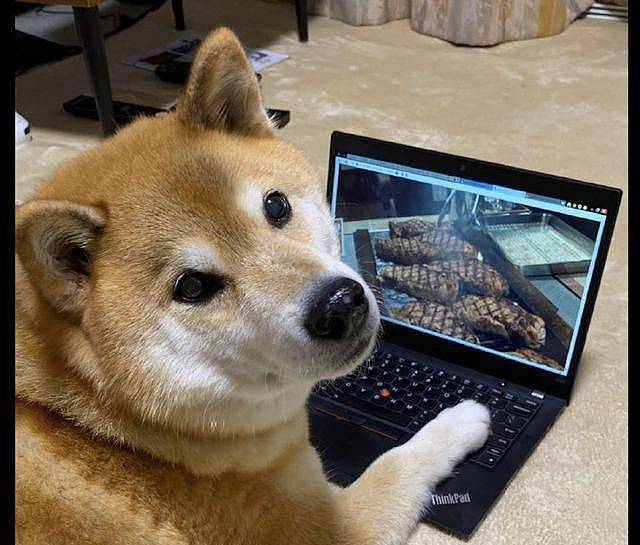 柴犬目不转睛盯着电脑屏幕看，主人过去一瞧就笑了，真是大吃货啊 - 3