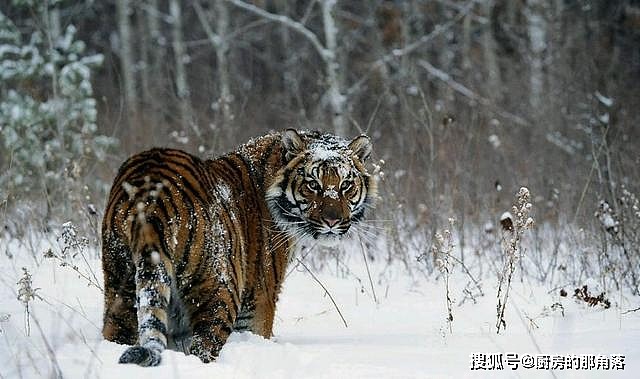 中国境内生活过的七种老虎，祖先都是中华古猫，华北虎最可惜 - 10
