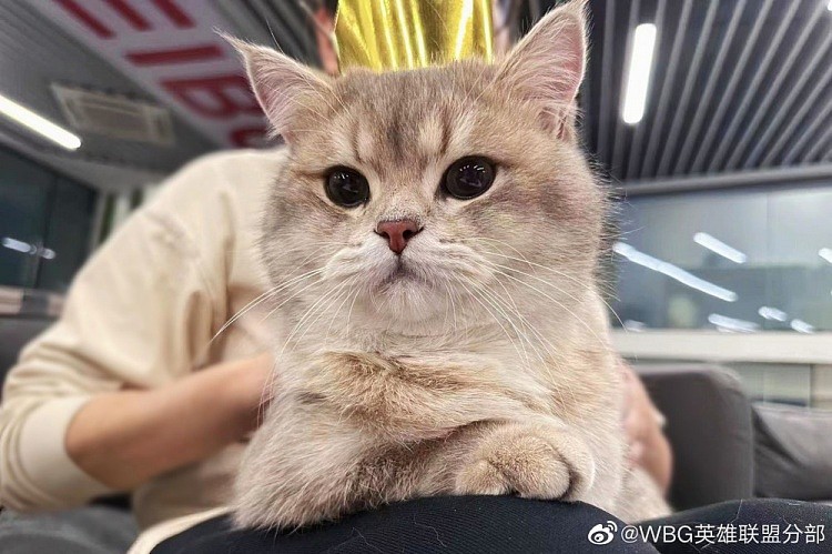 WBG分享Xiaohu宠物麻薯生日返图：是一岁生日的快乐小猫咪! - 2