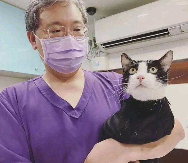 奶牛猫在诊所“撞衫”，医生抱出同款猫，猫：铲屎官，你别抱错了 - 6