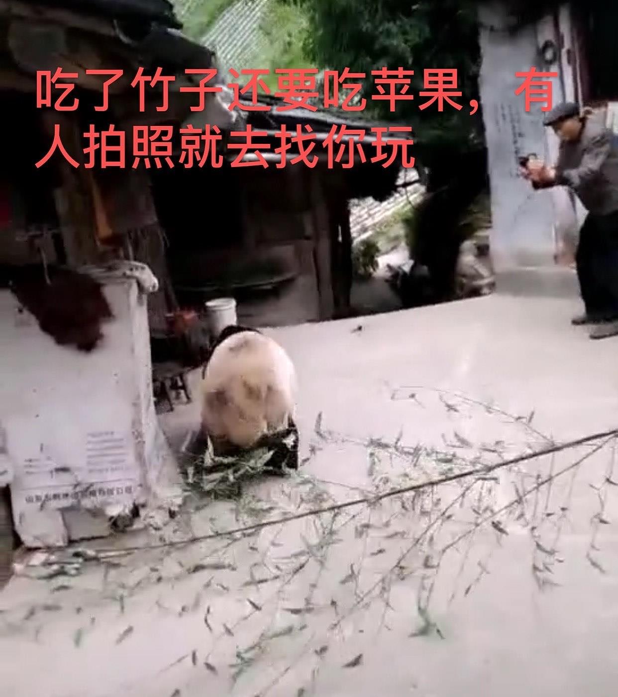四川阿坝村民太幸福，熊猫成“宠物”，吹个口哨就连滚带爬跟回家 - 5