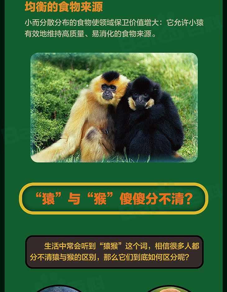 数量比野生大熊猫还稀少，云南启动西黑冠长臂猿种群数量调查 - 10