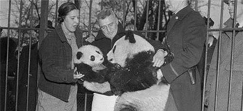 85年前，那个2次将熊猫从中国偷走的美国女人露丝，最后结局悲惨 - 6