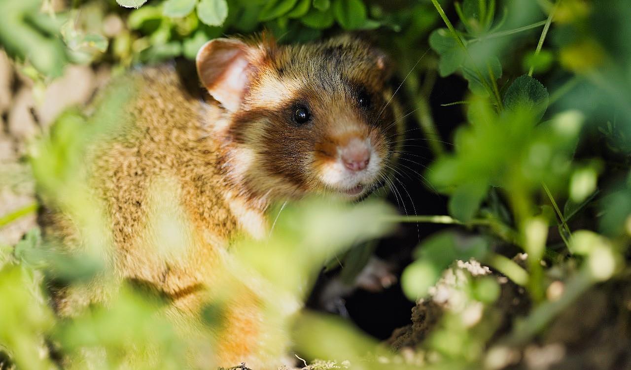 2019年4月25日美国人工饲养的仓鼠被放入田野 - 6