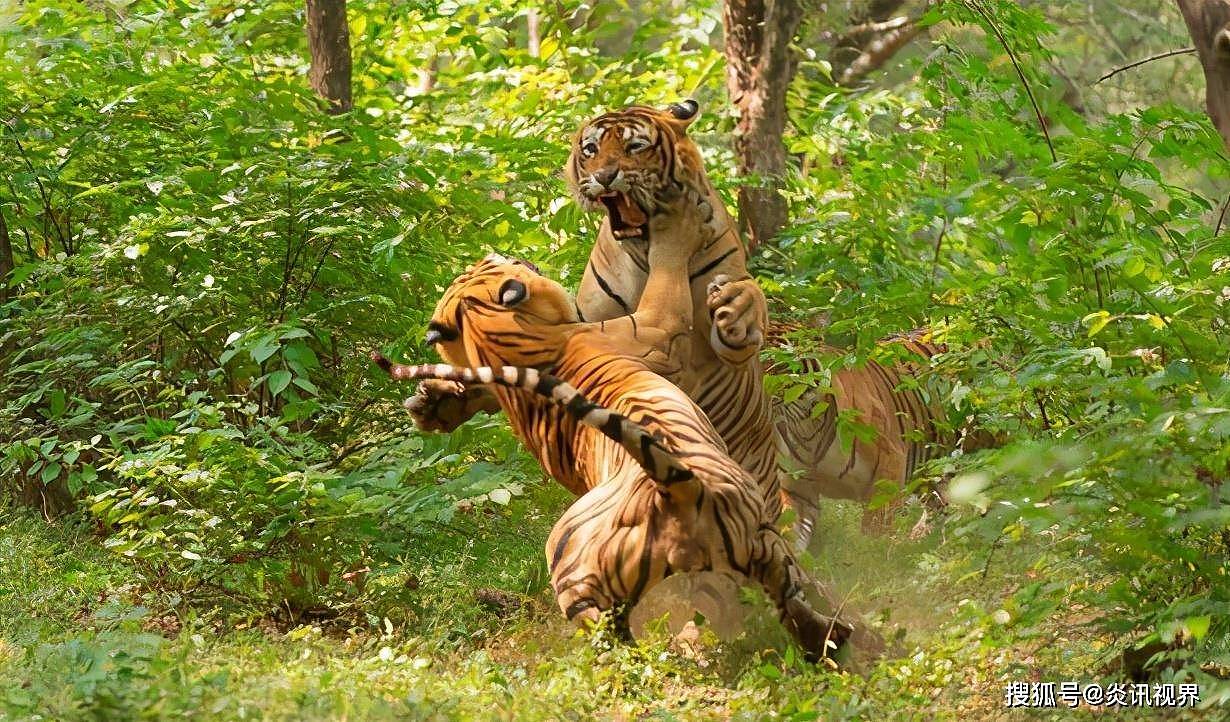 老虎的繁殖与交配：铁汉并没有柔情，冷门的知识又增加了 - 9