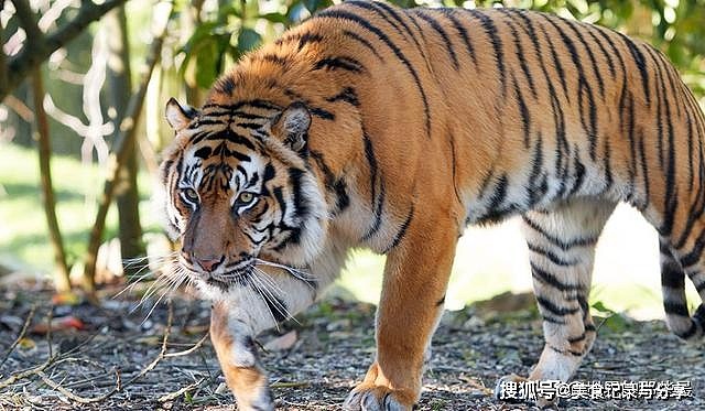 纯种藏獒能打赢最小的苏门答腊虎吗？藏獒与老虎的差距有多大？ - 5