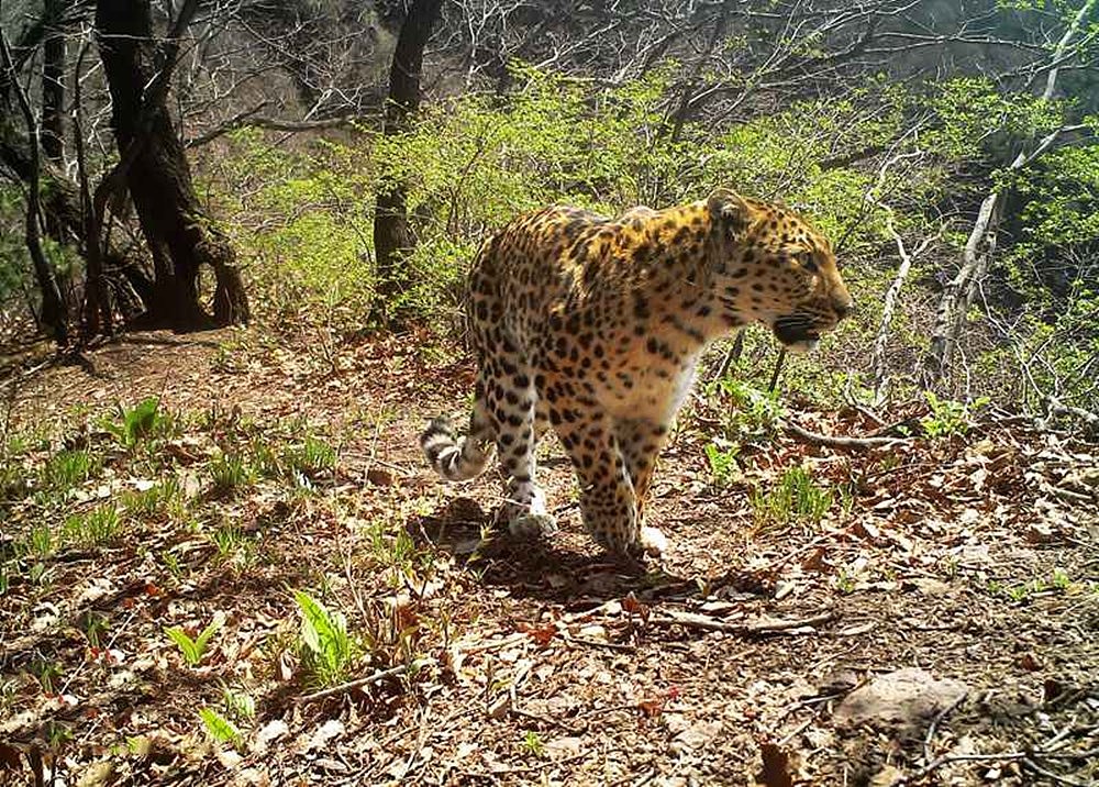 甘孜发现1只金钱豹，偷吃挂在树上的猎物，遭同类攻击摔落山崖 - 3