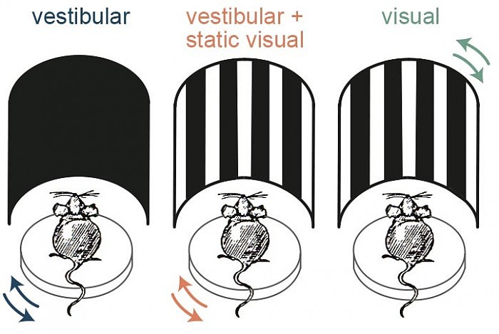 Combining-Vestibular-and-Visual-Cues-During-Self-Motion.jpg