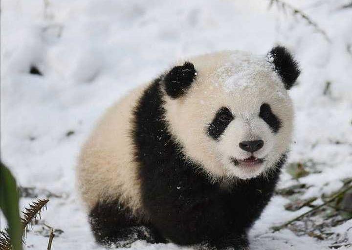 别说彩照，这只熊猫连黑白照都拍不了，但如今已换了一身“金装” - 9