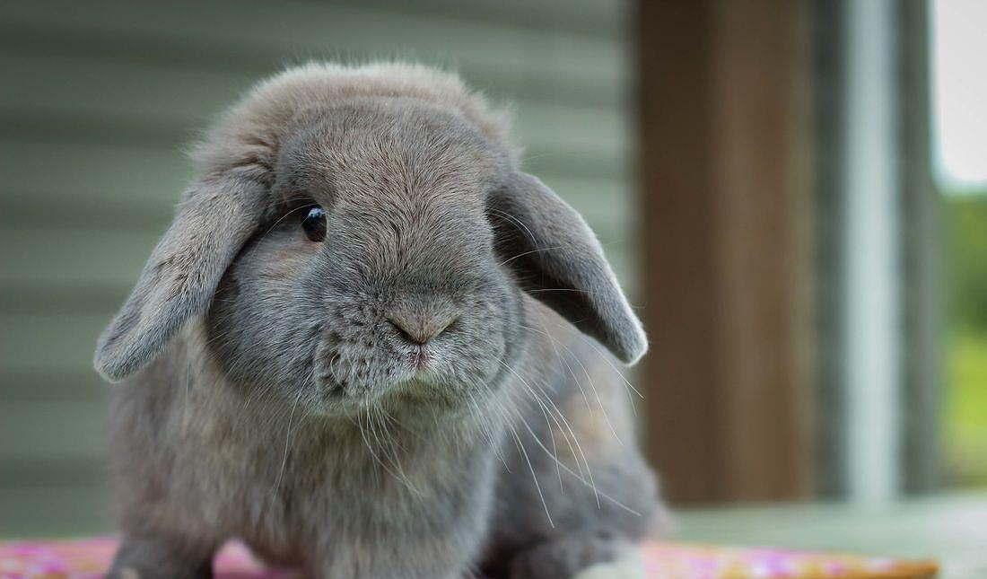 为什么你的兔子一直歪着头，大脑中有寄生虫？还是其他原因 - 6