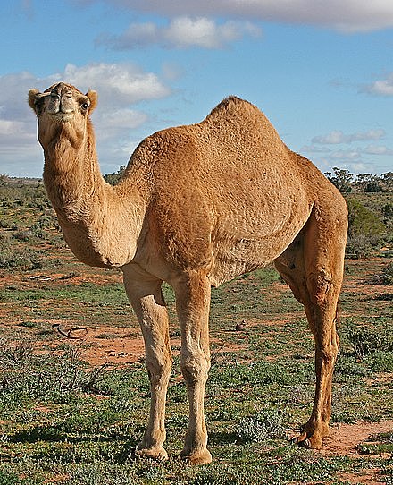 440px-07._Camel_Profile,_near_Silverton,_NSW,_07.07.2007.jpg