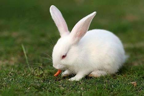 兔子喜欢吃什么草，兔子可以吃的草有哪些 - 3