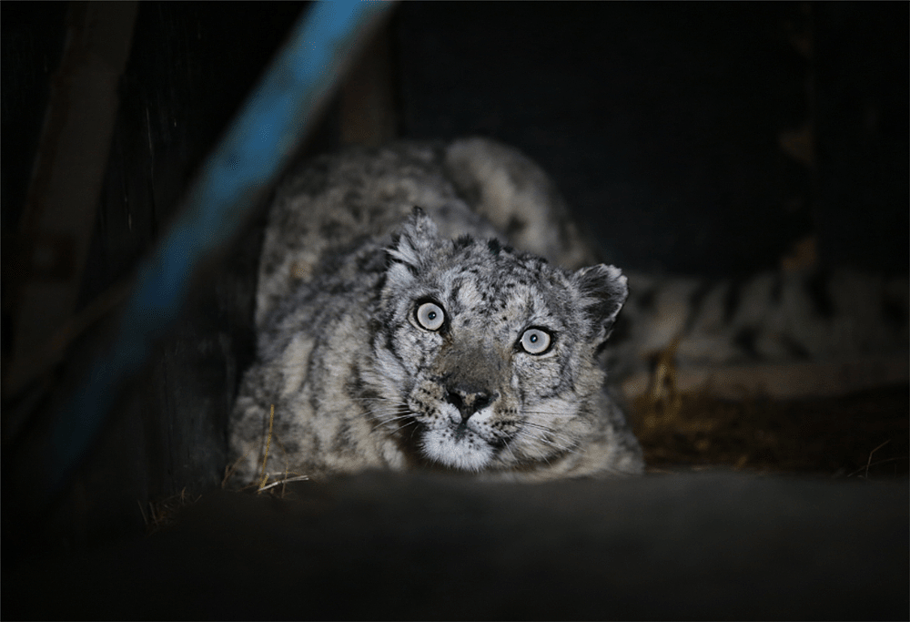 玉树一只雪豹1岁失去母亲，连旱獭都抓不到，捕食时被野狗咬伤 - 9
