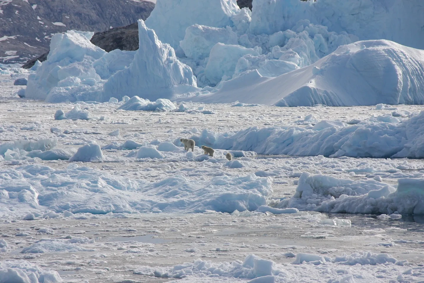 一种新发现的特殊北极熊群体可在较少海冰的环境中生存 - 3
