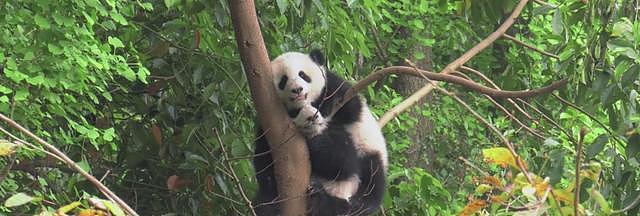 熊猫在树上睡觉，小伙伴也爬上来，下一幕游客笑翻！ - 2