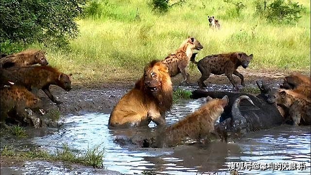 十只杜高犬和十只鬣狗关在一起，杜高犬能否打赢非洲鬣狗呢？ - 4
