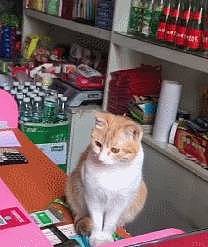 老板不在店的时候，橘猫会坐在桌上守着店，网友：全网最敬业的喵 - 6