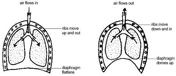 图解肺部吸气和呼气过程