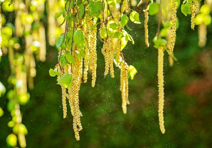 Birch-Tree-Pollen.jpg