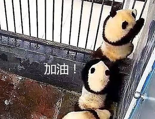 园内熊猫集体越狱，最底下那只一脸茫然：你们走了我咋办？ - 3