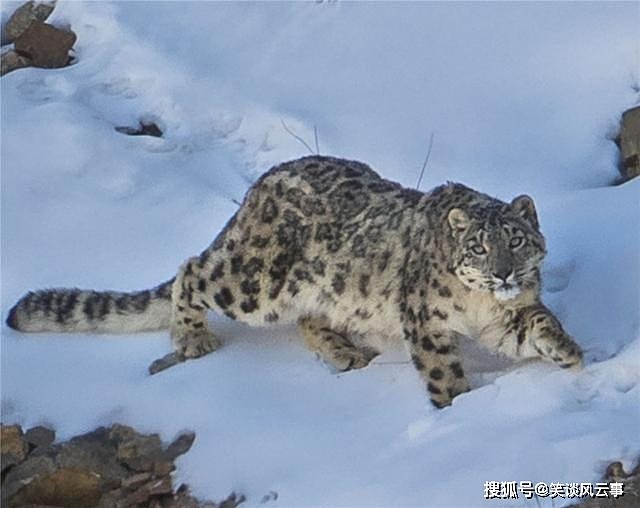 祁连山东段出现雪豹，母豹抓岩羊训练幼崽捕食，哪知小豹把它放走 - 5