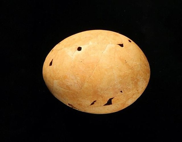 人类偷蛋造成远古澳洲巨鸟灭绝 - 4
