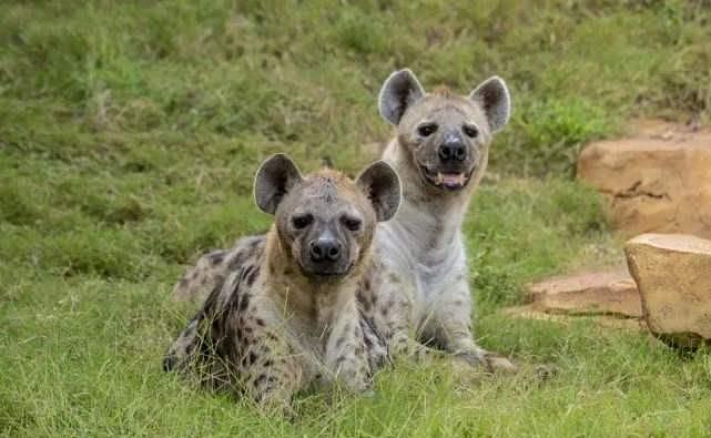 非洲草原的斑鬣狗真有那么讨厌吗？其实我们对鬣狗存在太多的误解 - 2